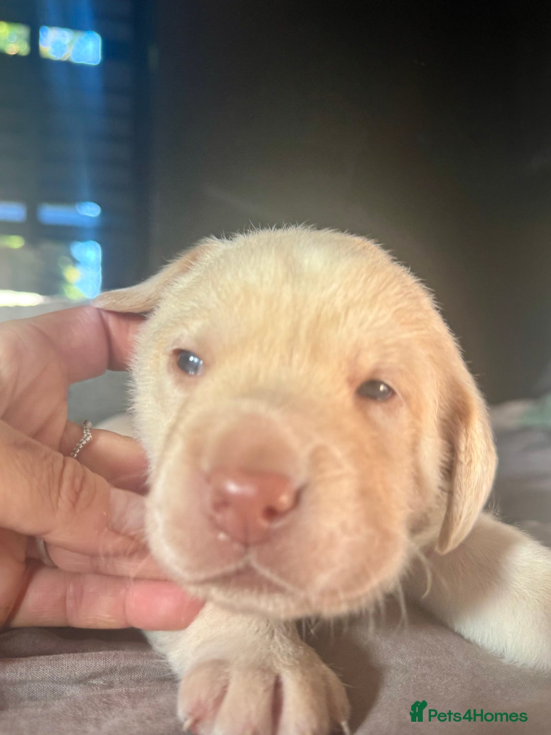 Labrador Retriever dogs for sale: EXCELLENT &UNIQUE LAB PUPPIES AV 12 NOV £1450 - Image 25
