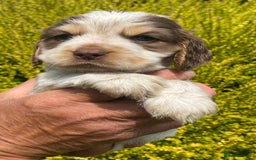 Cocker Spaniel dogs for sale: Adorable Show cocker spaniel puppies - Image 11