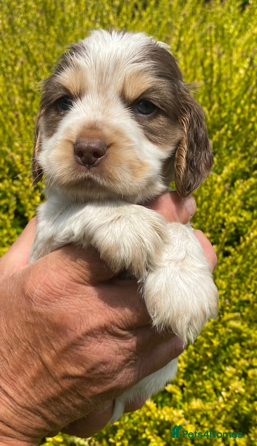 Cocker Spaniel dogs for sale: Adorable Show cocker spaniel puppies - Image 11