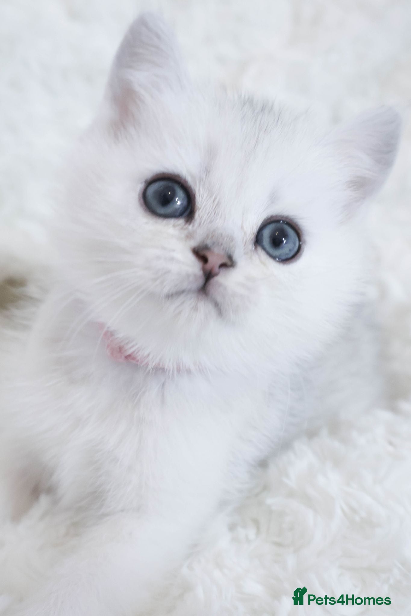 British Shorthair cats  Pedigree British shorthair with tica registered  - Advert 2