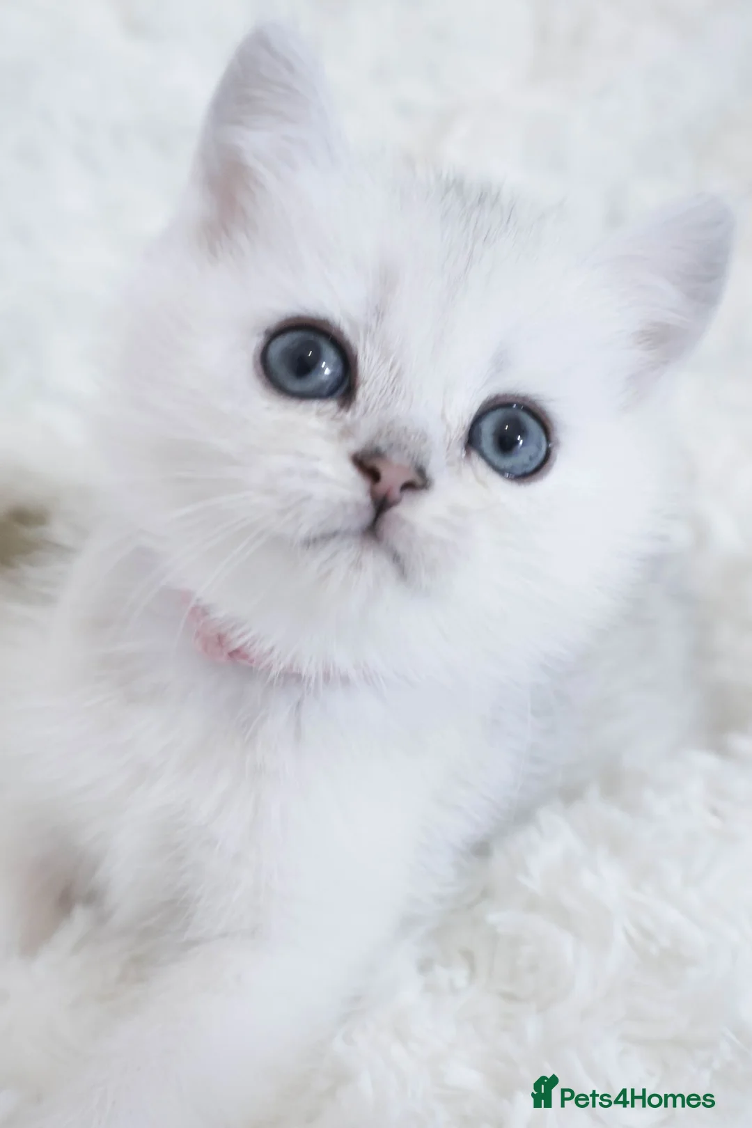 British Shorthair cats for sale:  Pedigree British shorthair with tica registered  - Advert 2