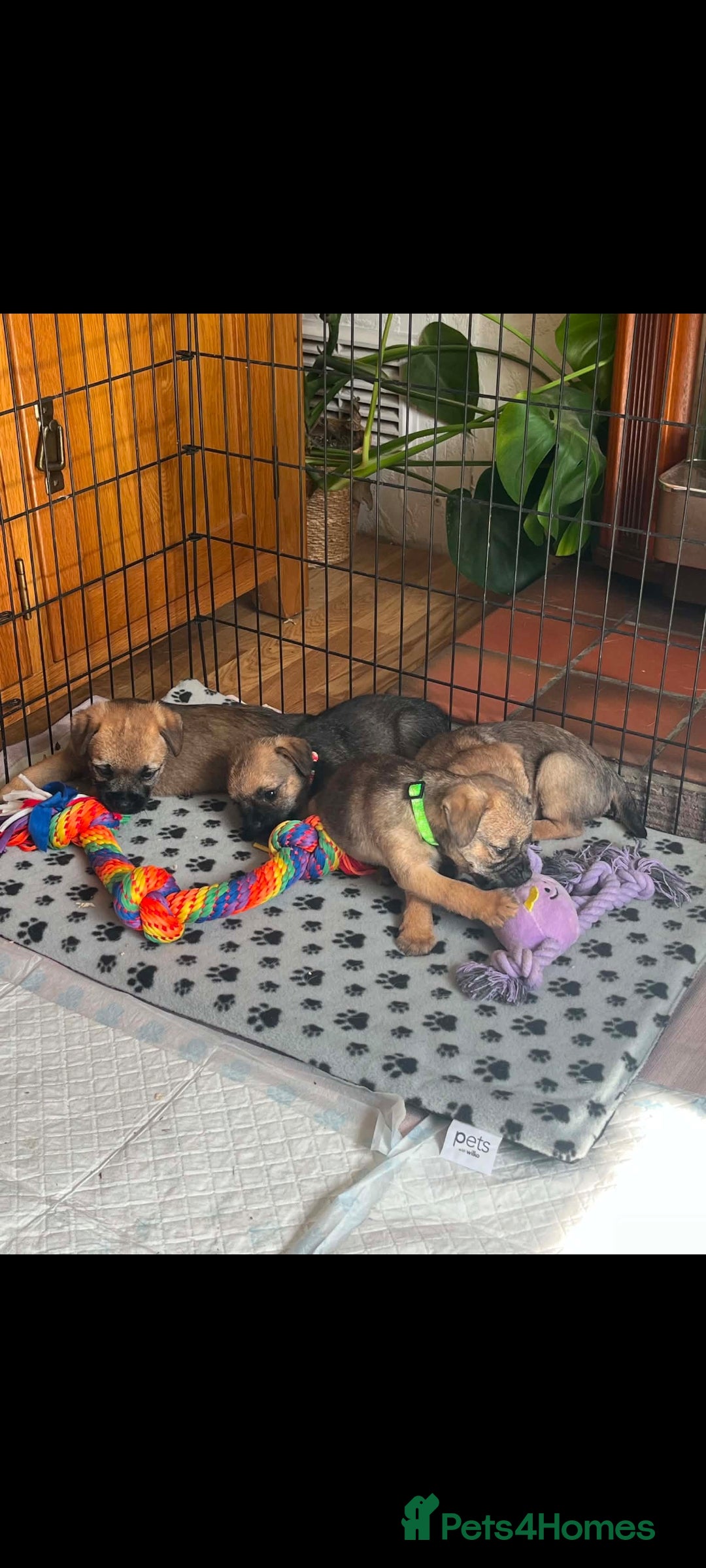 Border Terrier dogs KC registered Border Terrier Puppies - Advert 2
