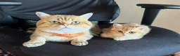 British Shorthair cats for sale: 🐾 Beautiful British Shorthair Golden Kittens 🐾 - Advert 4