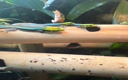 Gecko reptiles for sale: Phelsuma Klemmeri - Image 3