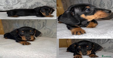 Miniature Dachshund dogs - Advert 1