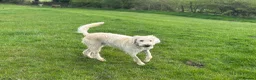 Mixed Breed dogs for sale: ST /BERNADOODLE BOY 10 MONTHS OLD - Advert 8