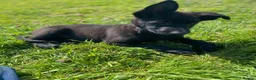German Shepherd dogs for sale: Working-Line German Shepherd Puppies - Cornwall - Advert 15