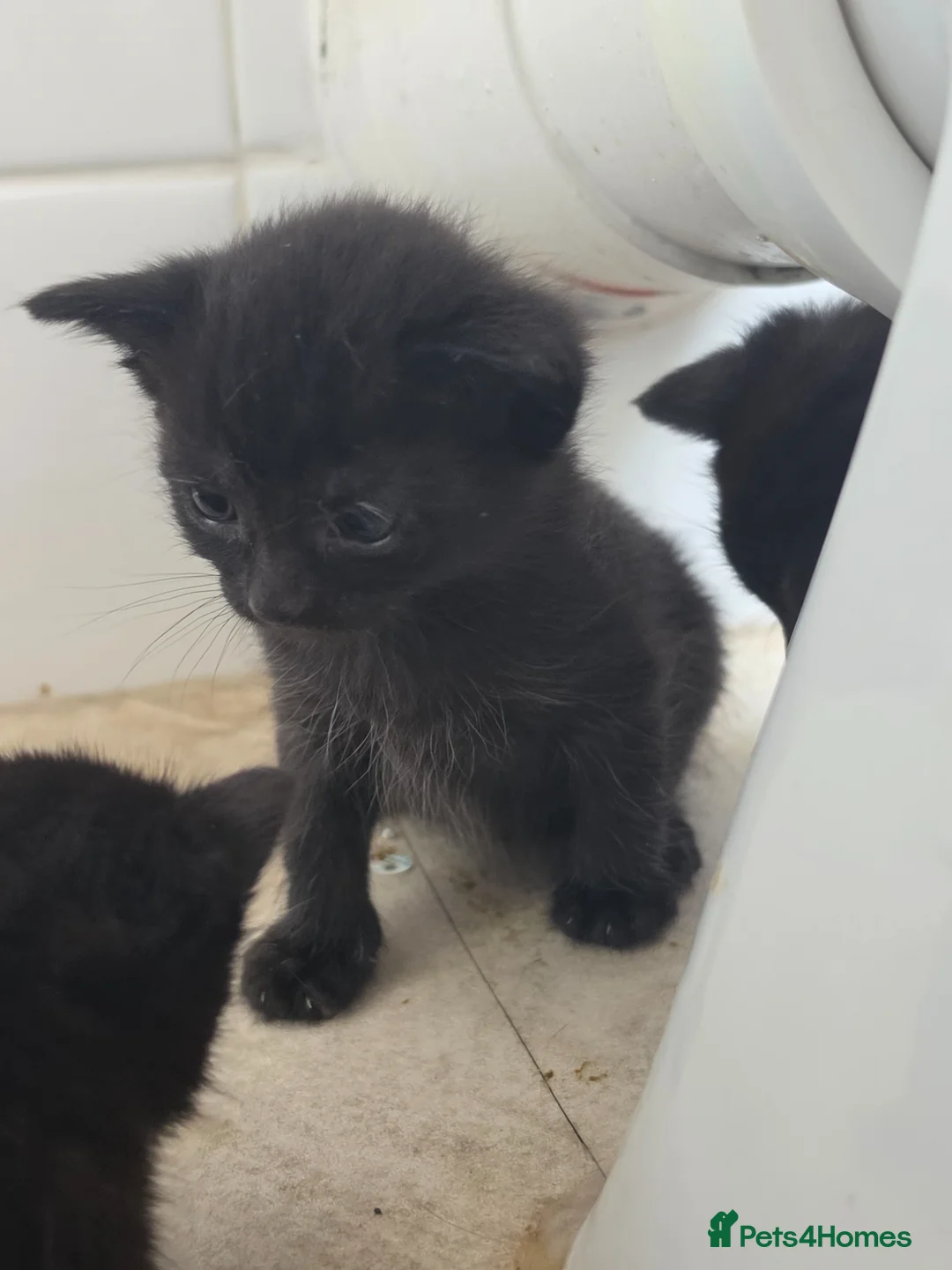 Mixed Breed cats for sale: 5 fluffy black kittens for sale  - Advert 9