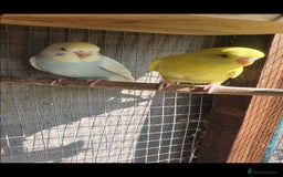 Budgerigars birds for sale: 2 lutino yellow budgies  - Image 2