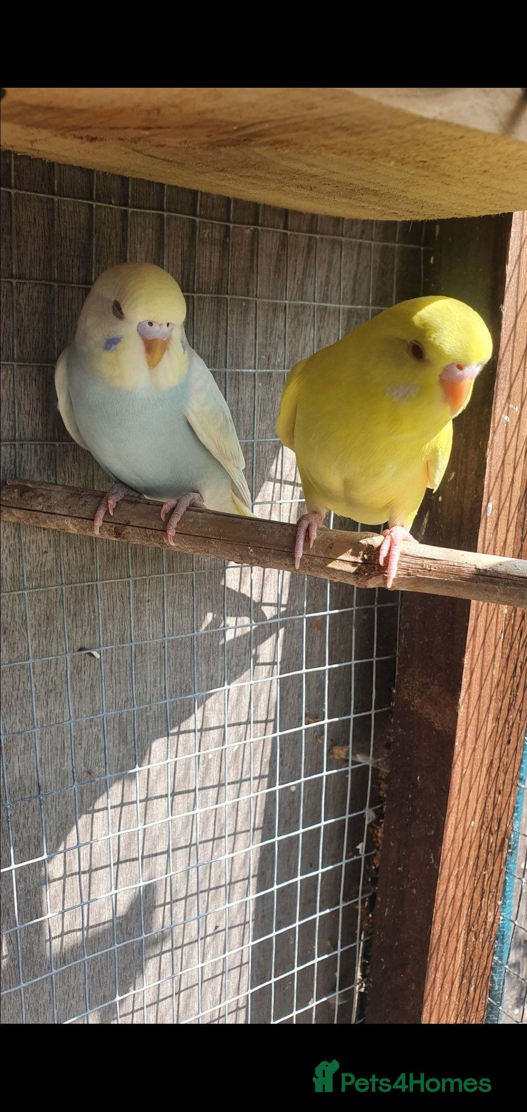 Budgerigars birds for sale: 2 lutino yellow budgies  - Image 2