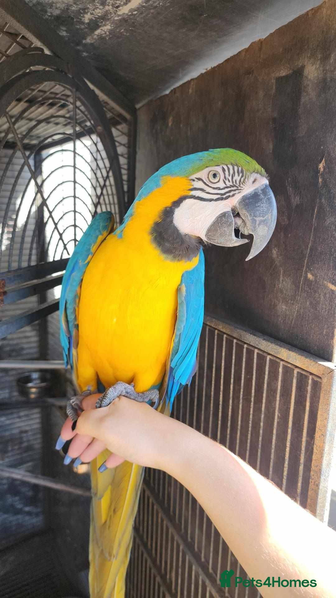 Macaws birds Blue and gold macaws for sale  - Advert 1