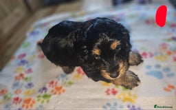 Cockapoo dogs for sale: Cockerpoo  - Image 14