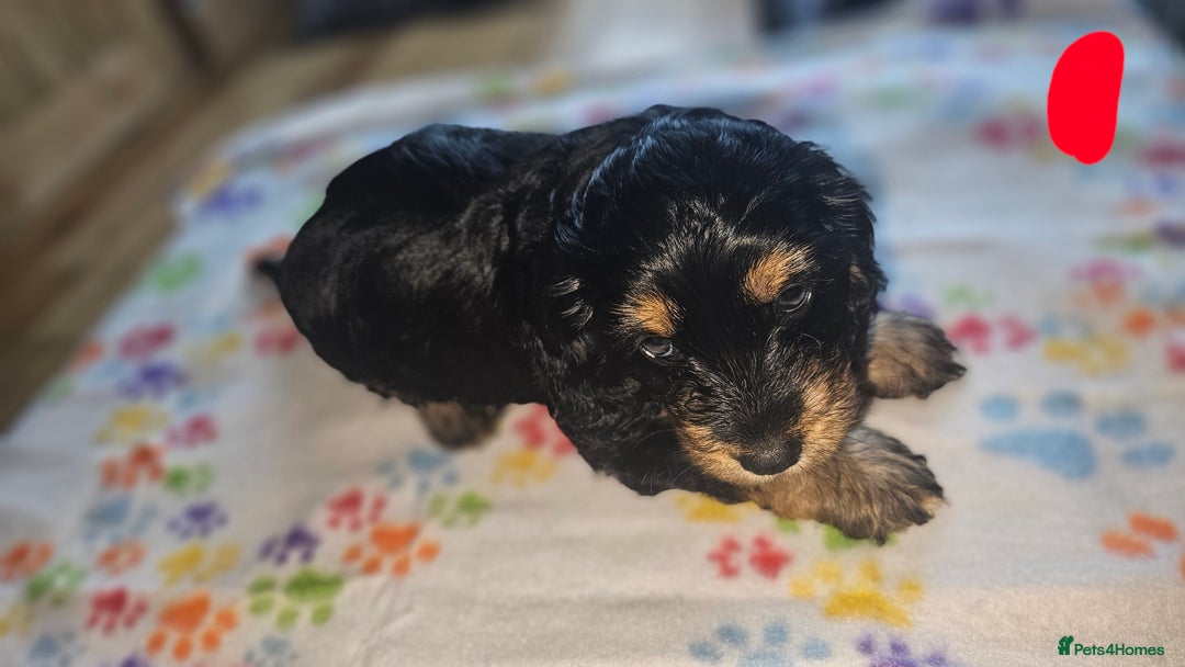 Cockapoo dogs for sale: Cockerpoo  - Image 14
