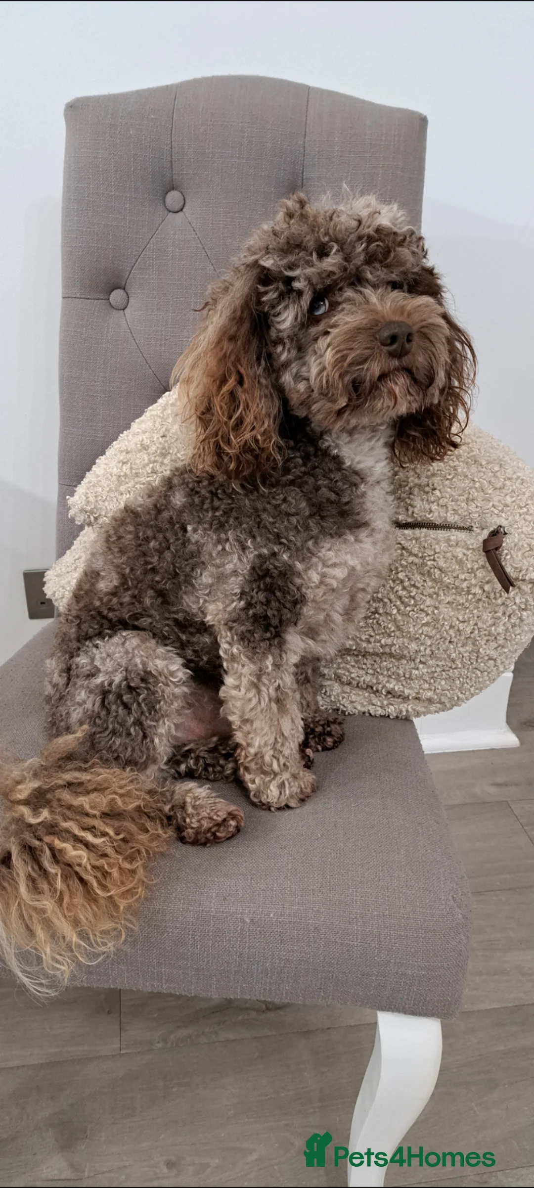 Toy Poodle dogs for stud: Cockapoo stud chocolate merle  - Advert 2