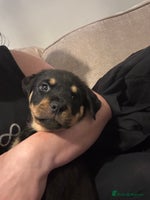 Rottweiler dogs Rottweiler puppies - Advert 16