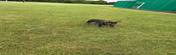 French Bulldog dogs for sale: Zeus is looking for a loving family.  in Watford - Advert 8