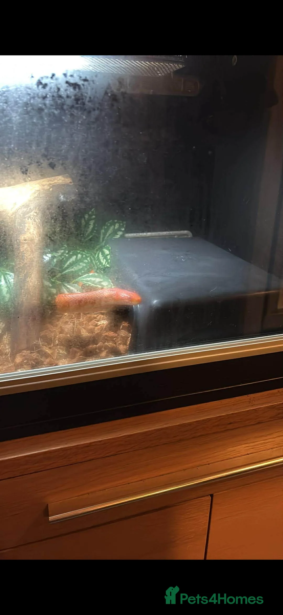 Corn Snake reptiles for sale: Bertha the female corn  - Advert 2