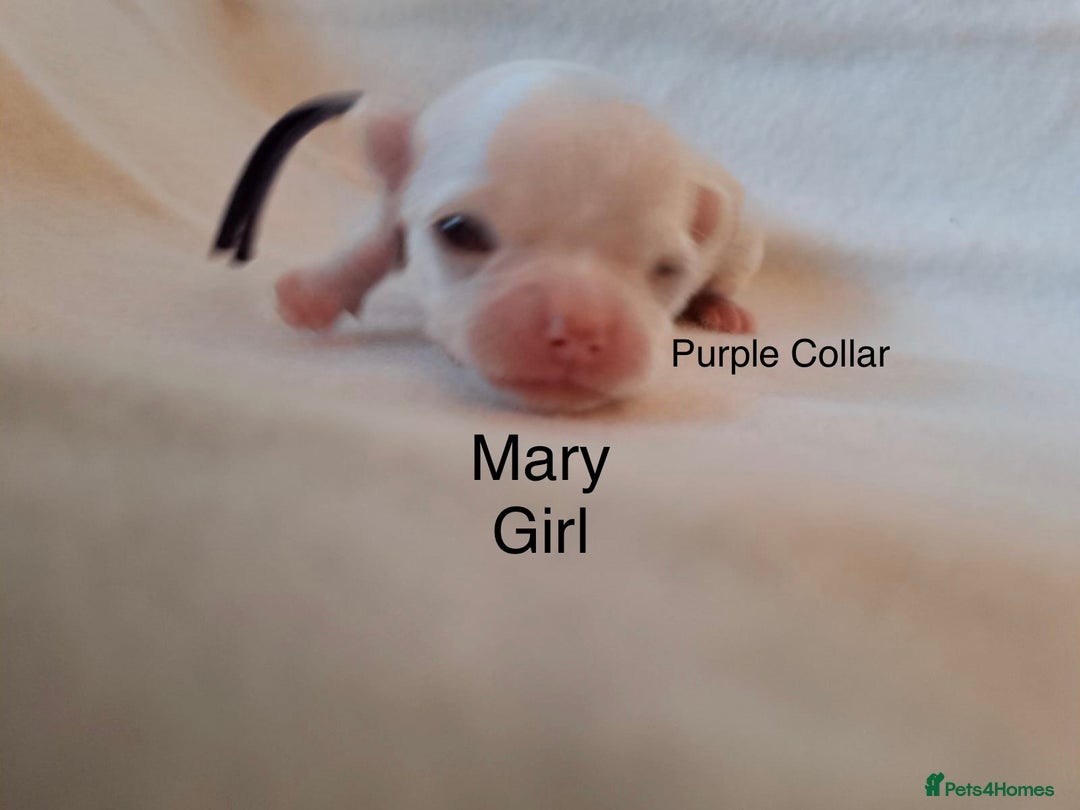 Chihuahua dogs for sale: Beautiful Chihuahua pups - Advert 14