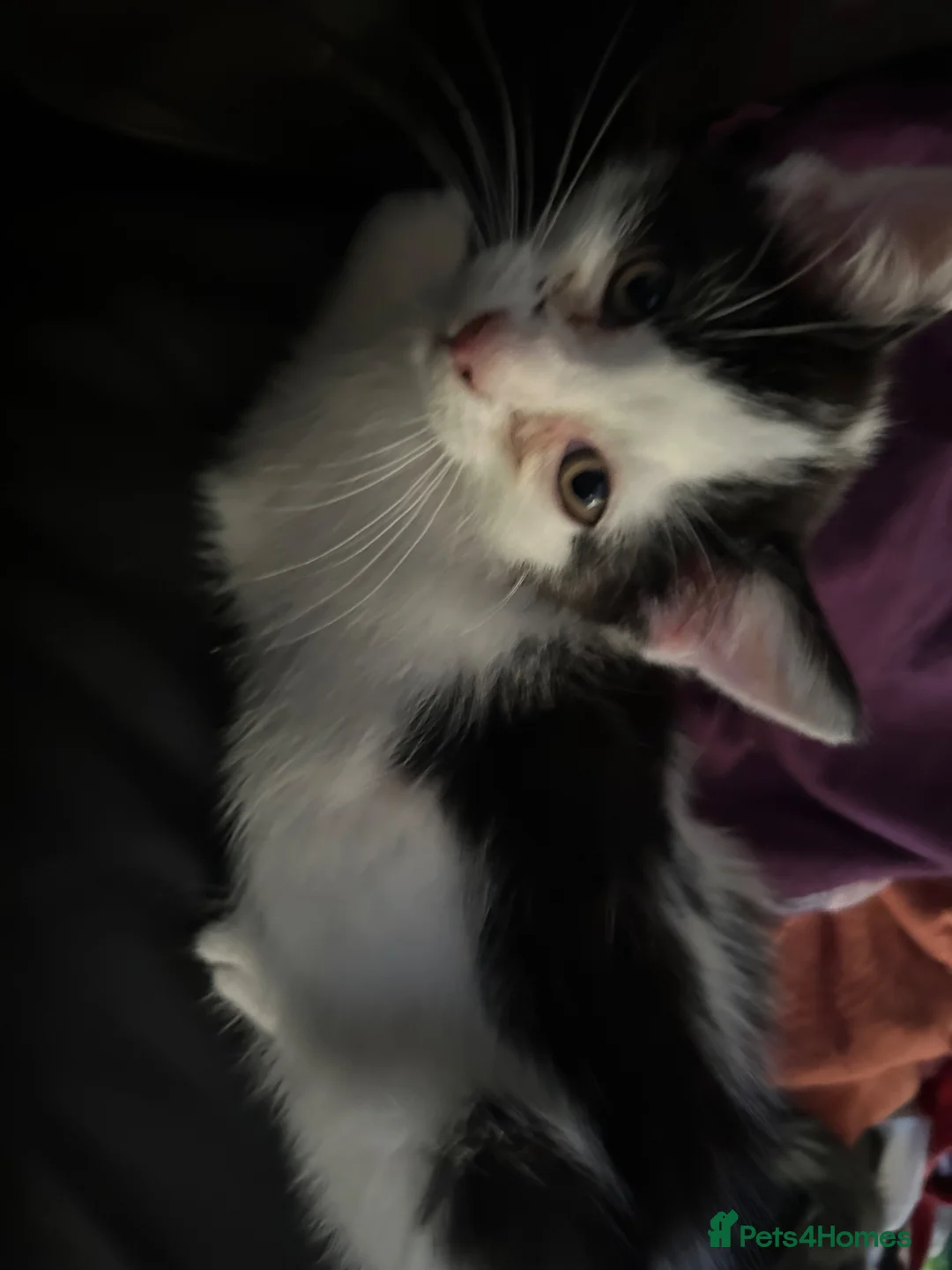 Mixed Breed cats for sale: 4 beautiful Kittens  - Advert 2
