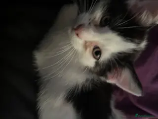 Mixed Breed cats 4 beautiful Kittens - Advert 8