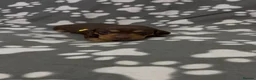 Miniature Dachshund dogs for sale:  Miniature Dachshund Puppies - Advert 31
