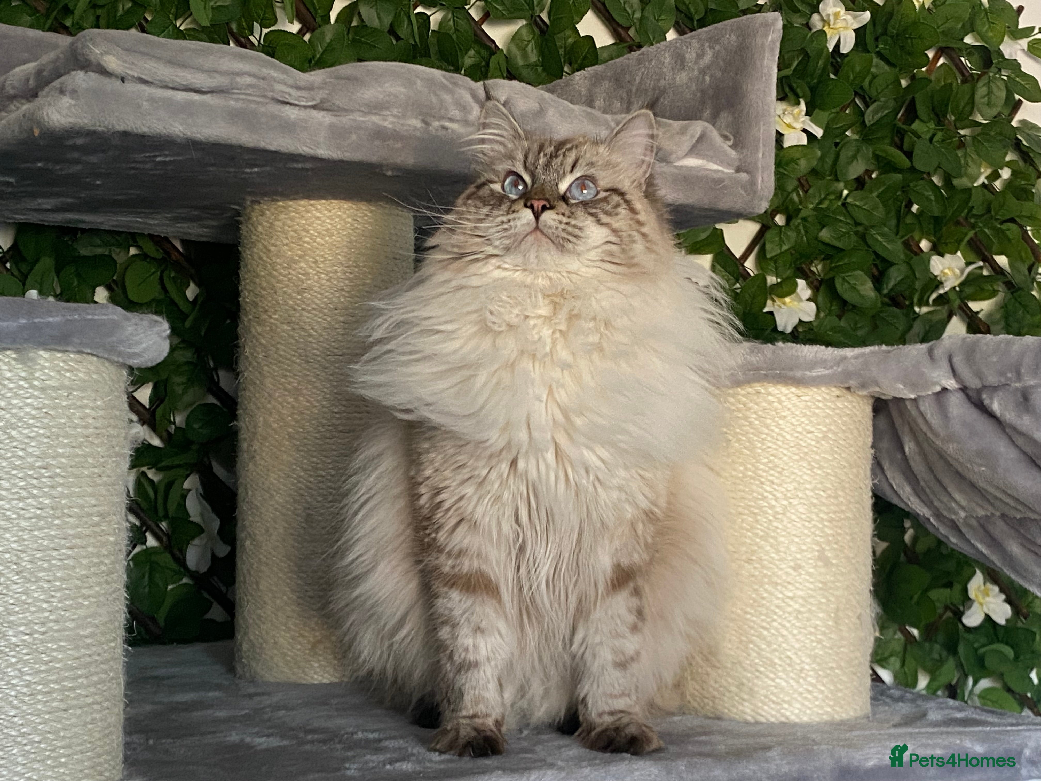 Siberian cats 🌓Word Champion Grandfather 🌖 - Advert 1