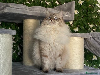 Siberian cats 🌓Word Champion Grandfather 🌖 - Advert 1