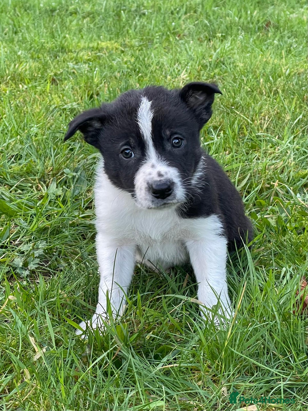 Border Collie dogs for sale: ISDS Border Collie Pups - Advert 3