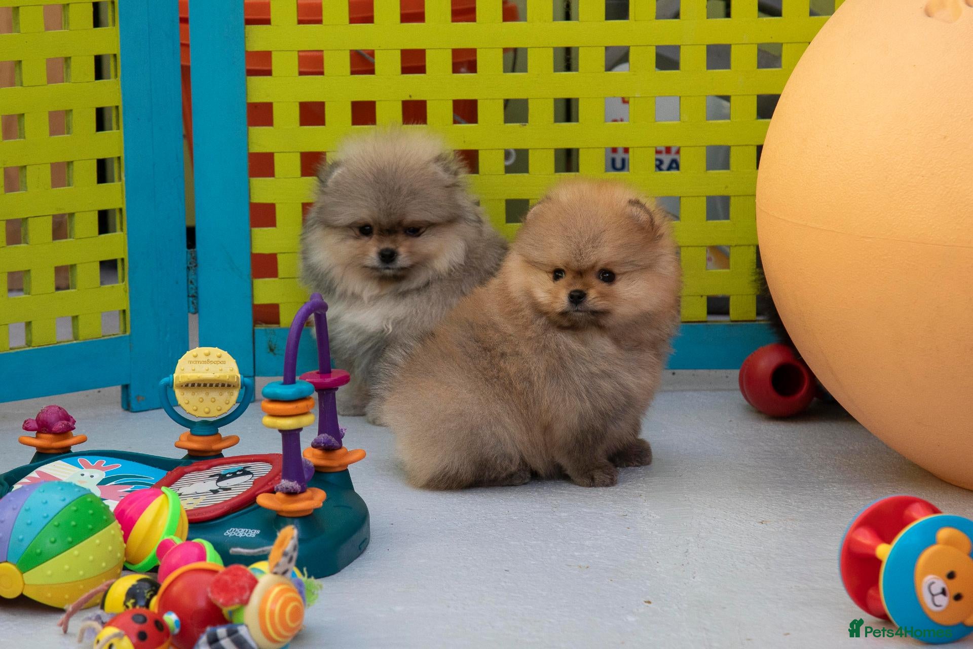 Pomeranian dogs Miniature Pomeranian boys - Advert 3