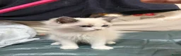 Ragdoll cats for sale: 2 left beautiful ragdoll male kittens - Advert 7