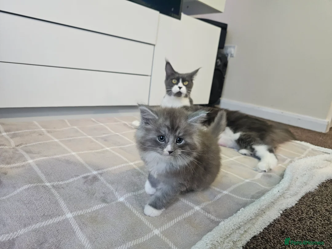 Ragcoon cats for sale: Adorable Maine Coon x Ragdoll Kittens - Advert 16
