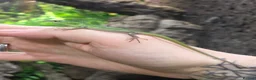 Skink reptiles for sale: Emerald tree skink cb26 - Advert 1