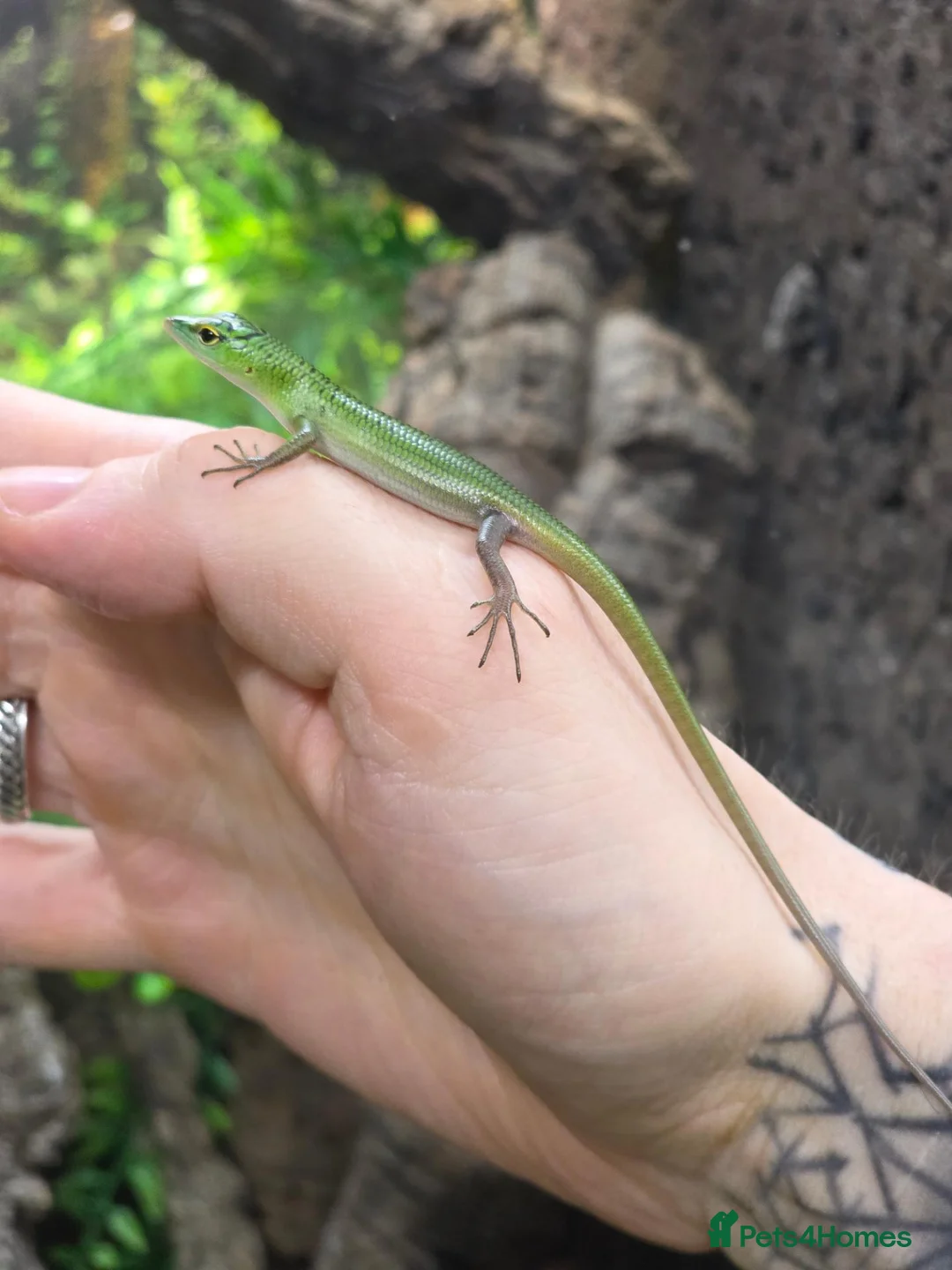 Skink reptiles for sale: Emerald tree skink cb26 - Advert 1