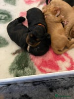 Cocker Spaniel dogs - Advert 15