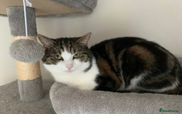 Mixed Breed cats for sale: Gentle giant for sale - Image 2