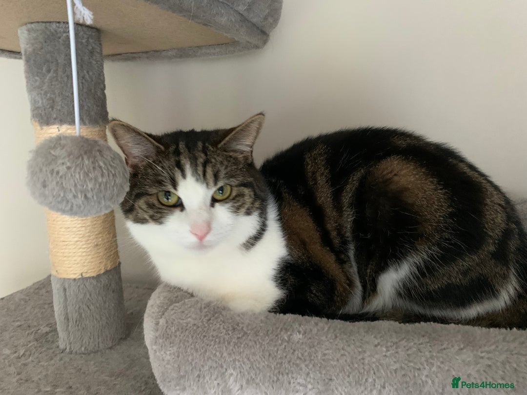 Mixed Breed cats for sale: Gentle giant for sale - Image 2