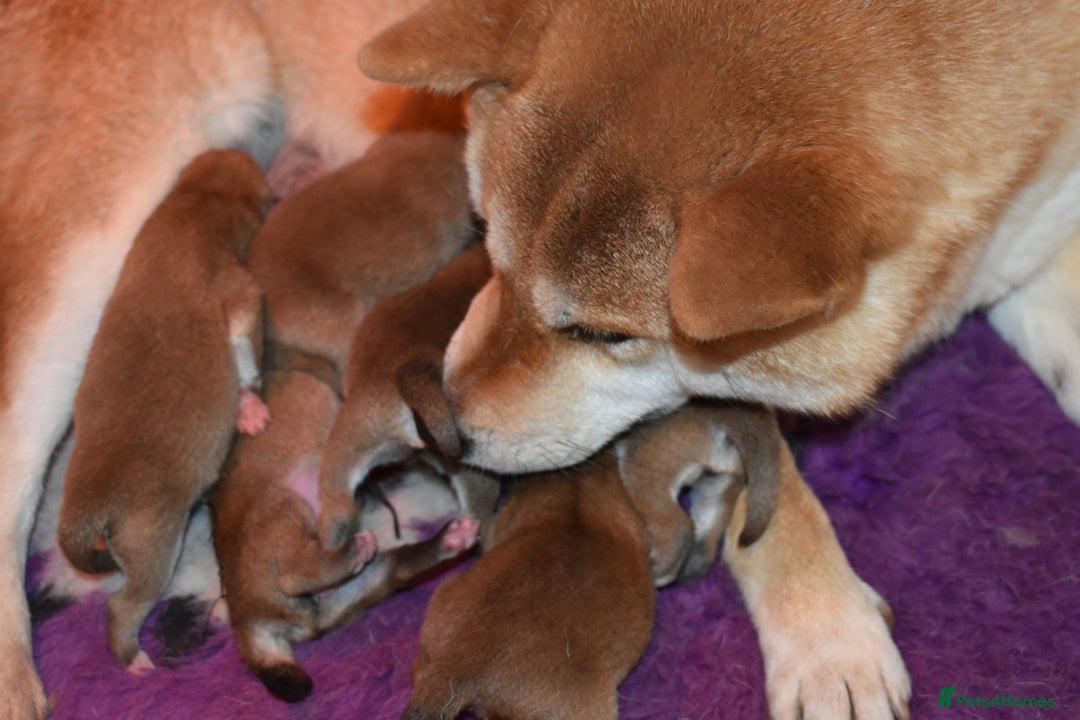 Japanese Shiba Inu dogs for sale: Beautiful Japanese Shiba Inu Puppies - Image 13