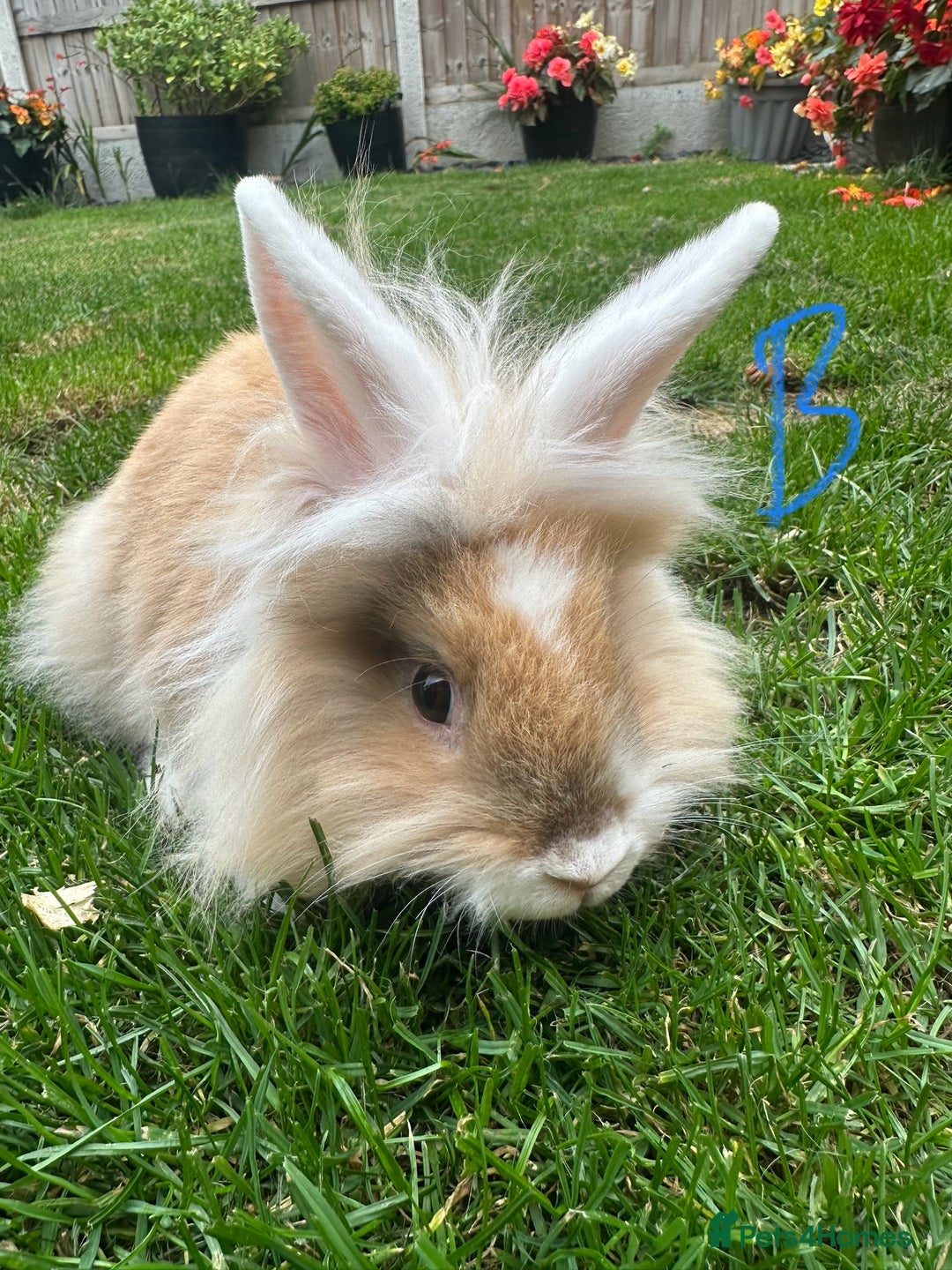 Lionhead rabbits for sale: Lionhead rabbits for sale  - Image 5