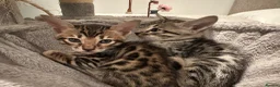 Bengal cats for sale: Bengal X Savannah kittens  in Feltham - Advert 8