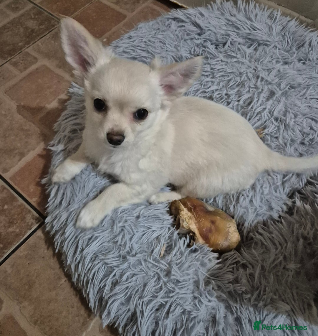 Chihuahua dogs for sale: Puppy  - Advert 3