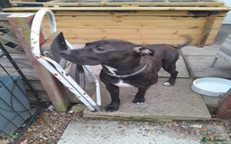 Mixed Breed dogs for sale: Loving staffies cross  - Image 2