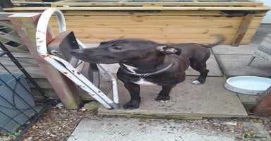 Mixed Breed dogs - Advert 4