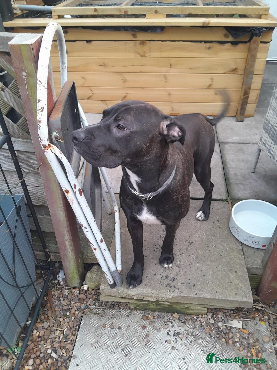 Mixed Breed dogs for sale: Loving staffies cross  - Image 2