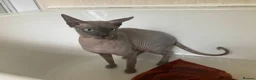 Sphynx cats for sale: 1 Year Old Sphynx - Advert 7