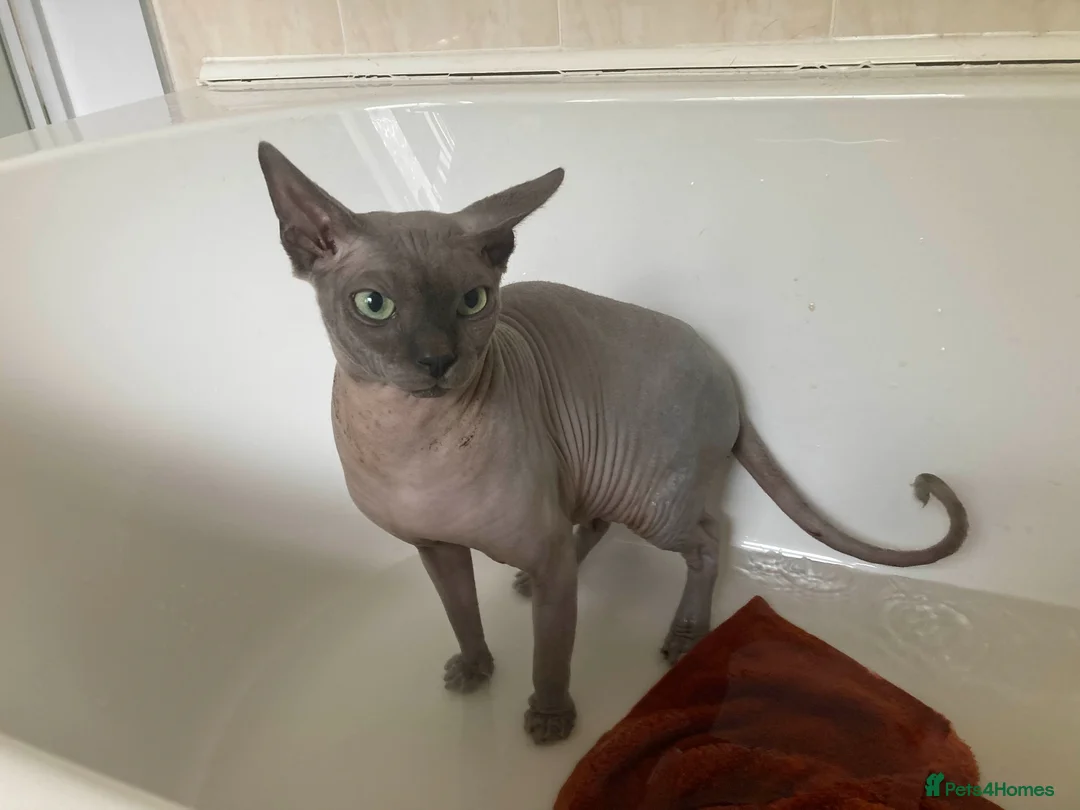 Sphynx cats for sale: 1 Year Old Sphynx - Advert 7