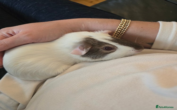 Guinea Pig rodents - Advert 16