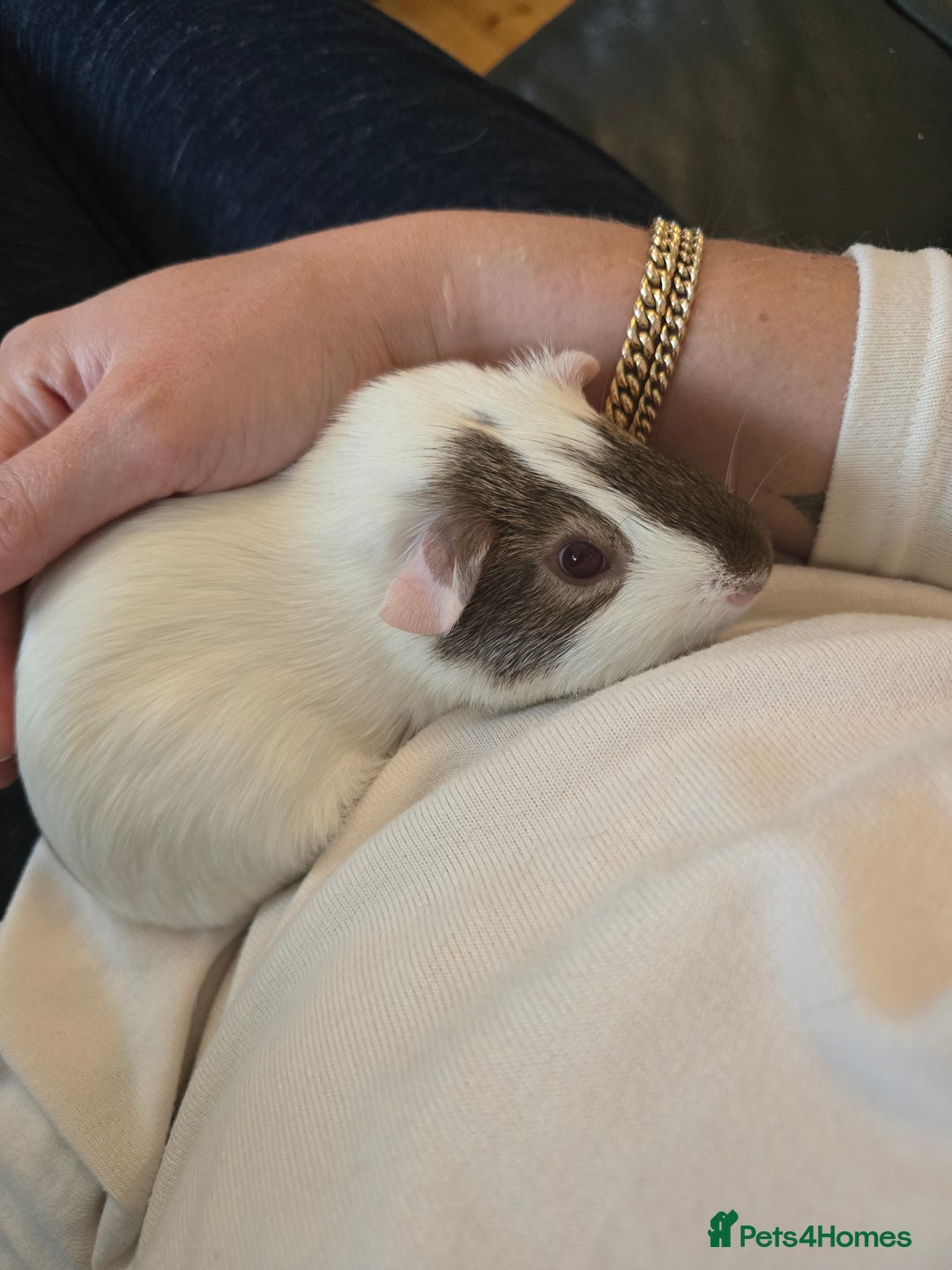 Guinea Pig rodents for sale: Neutered boy guinea pig - Image 1