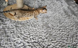 Bengal cats for sale: Stunning Pedigree Bengal Babies - Image 5