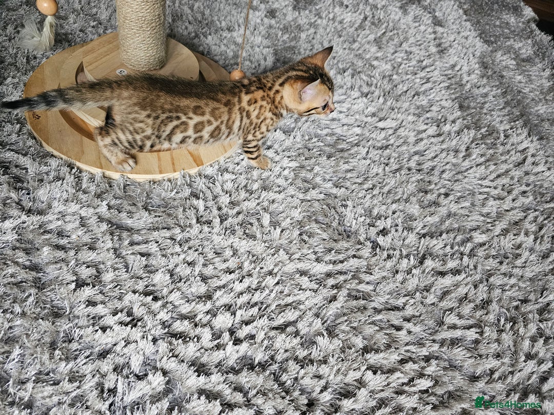 Bengal cats for sale: Stunning Pedigree Bengal Babies - Image 5