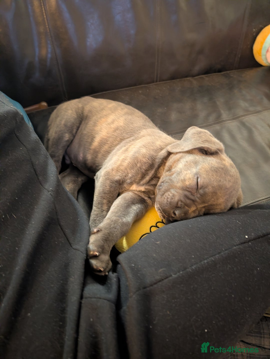Cane Corso dogs for sale: BLUE BRINDLE MALE CANE CORSO PUPPY - Advert 10
